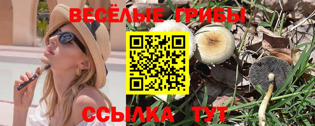 Псилоцибиновые грибы Psilocybine cubensis Тамбов